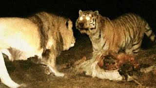 10 BATALLAS Entre LEONES amp TIGRES Captadas En Cámara [upl. by Nodnerb970]