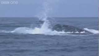 Humpback whales attempt to stop killer whale attack  Planet Earth Live  BBC One [upl. by Yee]