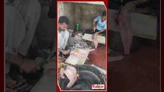 Hydrolycus armatus Fish Cutting  Karachi Fisheries Fish Cutting Point  Wahjoc Food [upl. by Anila319]