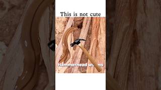 Shocking Hammerhead Worm Facts 🪱shorts [upl. by Rahas]