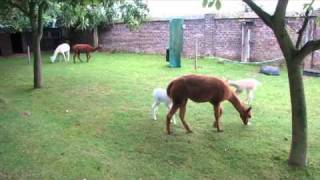 Alpaca crias play a running and jumping game [upl. by Eddana]