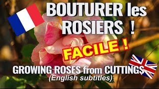 Bouturer un rosier  méthode facile pour débutants Rose cuttings [upl. by Yelnikcm399]