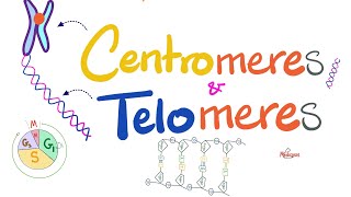 Telomeres Centromeres Telomerase Hererochromatin Euchromatin Histones  Molecular Biology [upl. by Gerard476]