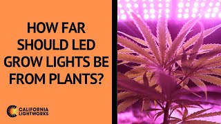 How Far Should LED Grow Lights Be From Plants  FAQ [upl. by Lodie80]