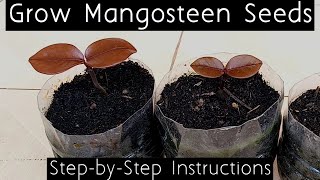 How to Grow Mangosteen Seeds English [upl. by Arel]