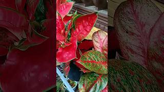 Aglaonema Varieties 🪴☘️✨plants gardening aglaonema shortsfeed [upl. by Madid19]