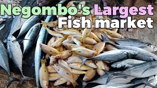 Negombos Largest Fish market  Lellama  நீர்கொழும்பின் மிகப்பெரிய மீன் சந்தை [upl. by Luciana760]