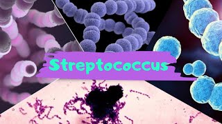 AULA 55 STREPTOCOCCUS [upl. by Burnight288]