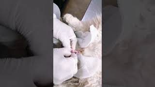 Cat Neutering  Castration  orchidectomy [upl. by Aneekat]