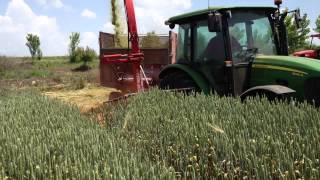 JOHN DEERE 5085M amp FİMAKS BİGDRUM  BUGDAY SİLAJI YAPIMI [upl. by Riorsson]