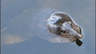 Florida Softshell Turtle Deals with Annoying Minnows [upl. by Nagrom]