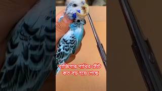 বাজিগার পাখির ঠোঁট কত বড় হয়ে গেছে birds baazigar pakhishortsYouTubeshorts [upl. by Anod]