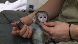 Un bébé singe vert du zoo de Rio retrouve la santé [upl. by Nommad]