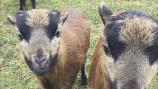 Die Kamerunschaf Lämmer  Die Kleintierzüchter [upl. by Picardi]