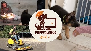 Online puppycursus week 2  Vuurwerktraining  puppy bijten [upl. by Farrell]