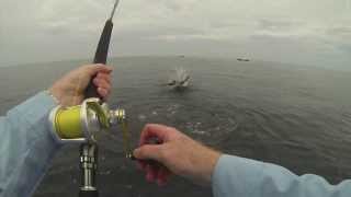 How to catch a Sailfish in 7 seconds [upl. by Oiril]