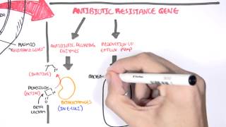 Microbiology  Bacteria Antibiotic Resistance [upl. by Nylorac301]