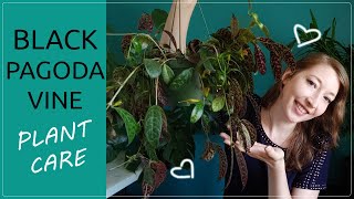 BLACK PAGODA VINE PLANT CARE How To Grow Aeschynanthus Longicaulis  Zebra Basket Vine House plant [upl. by Ornstead]