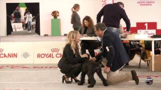 Ancona 2016  Schnauzer nero [upl. by Natelson554]