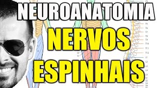 Nervos Espinais  Sistema Nervoso Neuroanatomia  Anatomia Humana  Vídeo Aula 104 [upl. by Llebpmac]