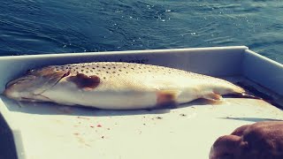 First fish of the trip Over Ontario Trolling  Day 1  3824 [upl. by Leonie]