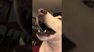 That slow build up husky howl [upl. by Liam]