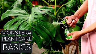 Monstera Deliciosa Plant Care Beginner Swiss Cheese Plant Tips [upl. by Chapnick]