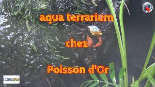 aqua terrarium chez Poisson dOr [upl. by Murray]