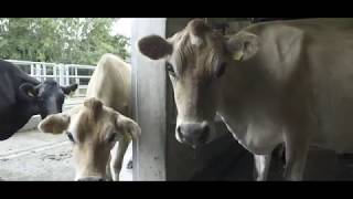 Jersey Herd Milking at Airfield Estate [upl. by Annairba]