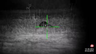 Hog stalk with ATN XSIGHT II HD 520x daynight hunting Rifle Scope with Full HD Camera [upl. by Ennovart]