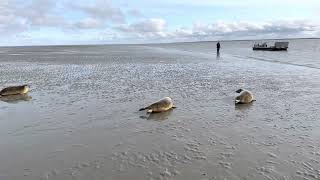 Release of the Common Seals Sarah Pleun and Anni [upl. by Dagnah650]