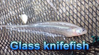 Glass knifefish グラスナイフフィッシュを捕まえる [upl. by Appilihp]