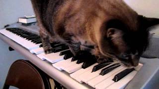 Cat walking on piano [upl. by Merril]