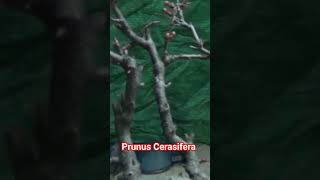 Prunus cerasifera bonsai bonsaitree prunus [upl. by Miarzim]