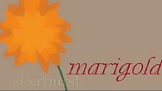 marigold  animation  song by nirvana animation nirvana fyp [upl. by Retsehc]