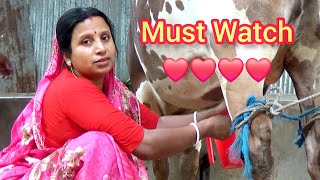 Must watch।। Cow milking by hand new video। Beautiful lady milking a cow। Channel 96। Episode 161 [upl. by Roshelle]