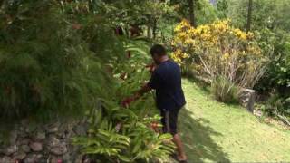 Location vacances en guadeloupe  Les Orchidées de SAinteAnne Sebastien fait la présentation [upl. by Lyrrad809]