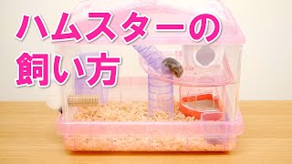 ハムスターの飼い方【初心者向け】 How to DCMチャネル [upl. by Cchaddie]