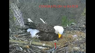 Arconic Eagles Davenport IA 04 14 20 Congrats Liberty amp Justice on 1st hatch this season [upl. by Doone838]