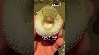 Ils mettent des poissons en danger sur Tiktok [upl. by Oivaf477]