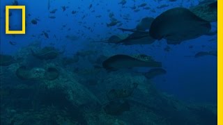 Sea Mounts  National Geographic [upl. by Ettennaj]