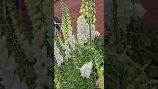 Foxgloves allotment gardening garden foxgloves [upl. by Osswald]