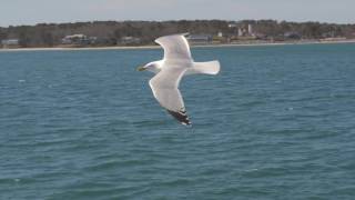 Seagull in flight [upl. by Hallvard910]