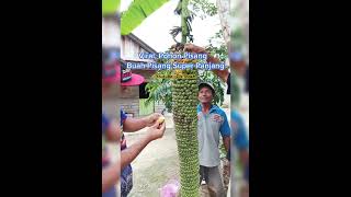 BUAH PISANG SUPER PANJANGPOHON PISANG AJAIB pisang buahpisang pisangviral manfaatpisang [upl. by Inaoj]