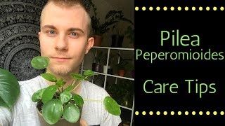 Pilea Peperomioides Care Tips [upl. by Htedirem]