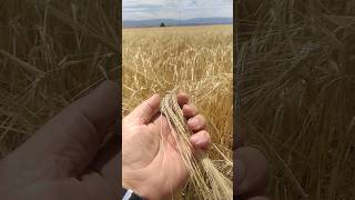 Hordeum vulgare L cebada [upl. by Nannette116]