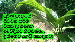 පුවක් පැලයක් හරියට සිටවිම සහ වලේ ගැබුර How to planting betel nut plant [upl. by Adnalor640]