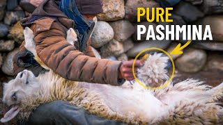 How PashminaCashmere Wool is Produced  A Himalayan Herder Explains [upl. by Coralie]