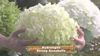 Hydrangea Strong Annabelle amp Pink Annabelle [upl. by Bonacci]