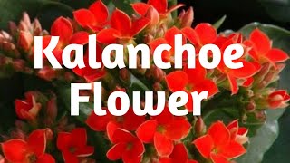 Kalanchoe Flower Plant Care Tips [upl. by Yasdnil]